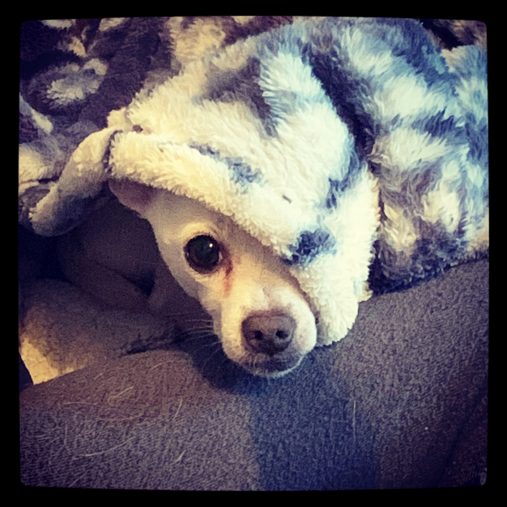 Allergy Alert! Chihuahuas in the house! 😊❤️🐶 - Picture 2 of 6